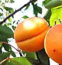 саженцы абрикосов Волгоград