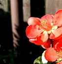 саженцы китайского финика Казань