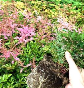 саженцы астильбы - модель 1