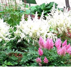 саженцы астильбы - модель 4