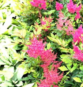 саженцы астильбы - модель 2