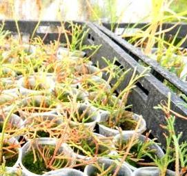 саженцы боярышника крупноплодного - модель 1