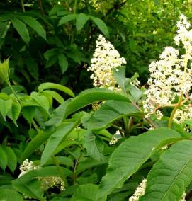 саженцы бузины черной - вариант 1