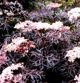 саженцы бузины черной - вариант 4