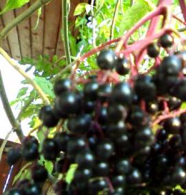 саженцы бузины черной - вариант 3