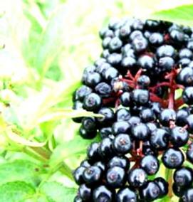 саженцы бузины черной - вариант 2