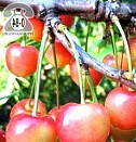 саженцы крыжовника крупноплодного Красноярск