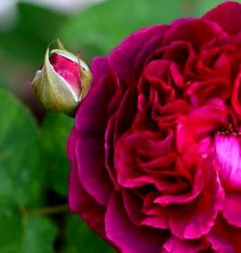 саженцы черных роз - тип 1