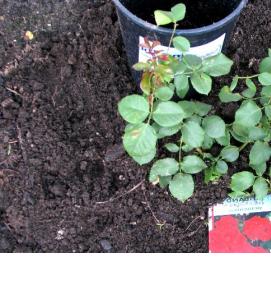 саженцы черных роз - тип 4