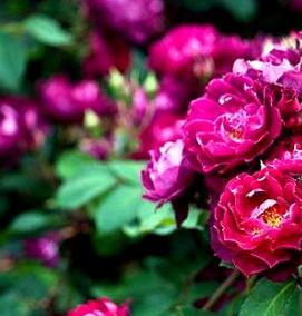 саженцы черных роз - тип 3