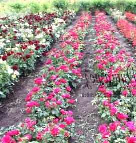 саженцы черных роз - тип 2