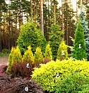 саженцы сосны маленькие Хабаровск