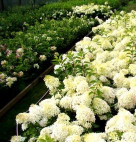 саженцы декоративных культур - тип 3