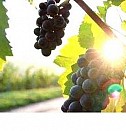саженцы голубика черника  Казань