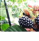 саженцы виноград дубовский розовый Пермь