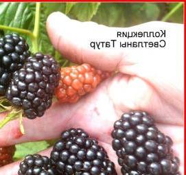 саженцы ежевики полар - модель 4