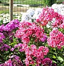 саженцы низкорослой вишни Новокузнецк
