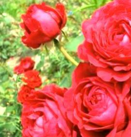 саженцы флорибунда - вариант 1