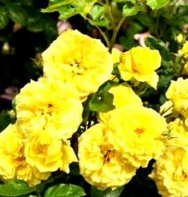 саженцы флорибунда - вариант 4