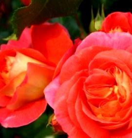 саженцы флорибунда - вариант 3