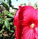 саженцы плодовых сортов Казань
