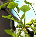 Зимостойкие саженцы Казань