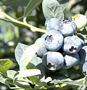 саженцы актинидии коломикта Пермь