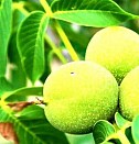 саженцы вишни дюк Иркутск