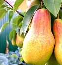саженцы можжевельник казацкий Омск