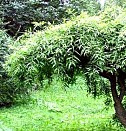 сортовые саженцы Казань