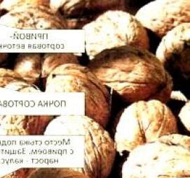 саженцы карликового грецкого ореха Уфа