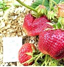 саженцы яблони с закрытой корневой системой Оренбург