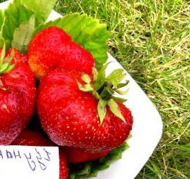 саженцы клубники цунаки - тип 1