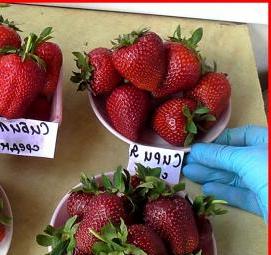 саженцы клубники цунаки - тип 4