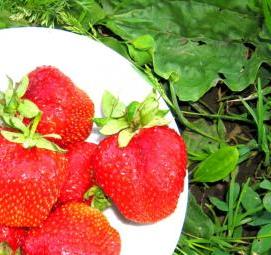 саженцы клубники цунаки - тип 3