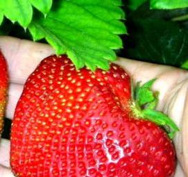 саженцы клубники цунаки - тип 2