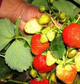 саженцы клубники - модель 1