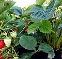 саженцы многолетних цветов Ростов-на-Дону