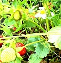 саженцы 
рассада клубники Ульяновск