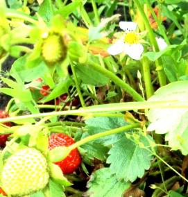 саженцы клубники - модель 3