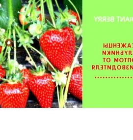 саженцы клубники зкс - тип 1