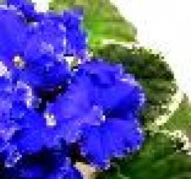 саженцы корейской хризантемы - вариант 1