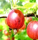 саженцы домашних цветов Нижний Новгород