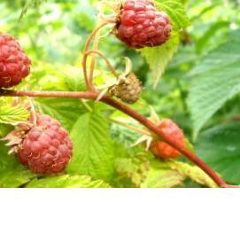 саженцы крупноплодной малины - вариант 1