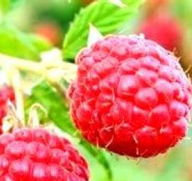 саженцы крупноплодной малины - вариант 4