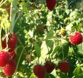 саженцы крупноплодной малины - вариант 3