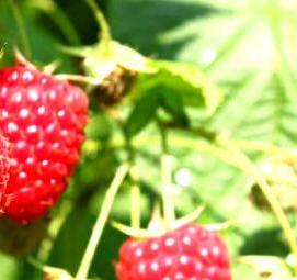 саженцы крупноплодной малины - вариант 2