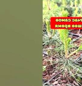 саженцы крымской сосны - вариант 1