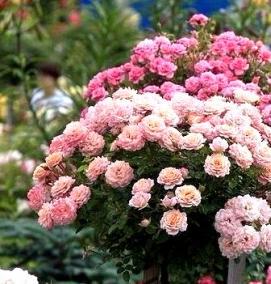 саженцы кустовых роз - тип 3