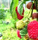 саженцы орехов скороплодных Новокузнецк
